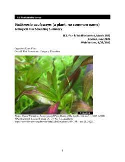 Ecological Risk Screening Summary - Vallisneria caulescens (a plant, no common name) - Uncertain Risk
