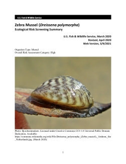 Ecological Risk Screening Summary - Zebra Mussel (Dreissena polymorpha) - High Risk
