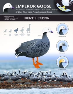 Emperor-Goose-poster-ID-final-web.pdf