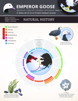 Emperor-Goose-poster-Natural-History-final-web.pdf