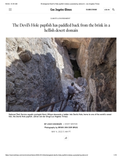 Endangered Devil’s Hole pupfish makes a perplexing rebound - LA Times 5-04-22_1