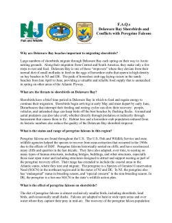 Frequently Asked Questions (F.A.Q.s) about Delaware Bay Shorebirds and Conflicts with Peregrine Falcons