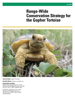 Gopher Tortoise Strategy