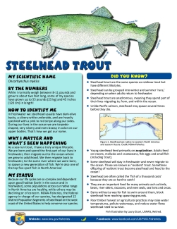 Fish Need to Move! Learning About Fish Migration - Steelhead trout