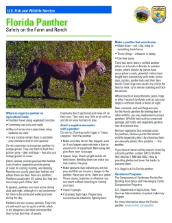Florida Panther Safety Factsheet (English/Español)