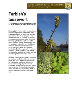 Maine Field Office Furbish's Lousewort Fact Sheet