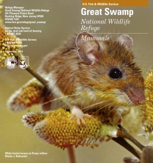 Great Swamp National Wildlife Refuge Mammals Brochure