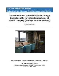 An evaluation of potential climate change impacts on the larval metamorphosis of Pacific Lamprey (Entosphenus tridentatus)