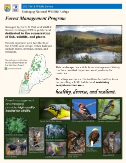 Umbagog Forest Management Brochure.pdf