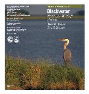 Blackwater NWR Marsh Edge Trail Guide
