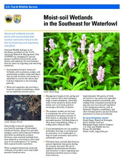 Moist-soil Wetlands in the Southeast for Waterfowl