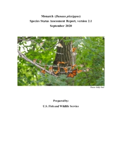 Monarch Butterfly Species Status Assessment (SSA) Report