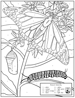 coloring page for a monarch butterfly and larvae