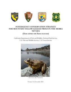 Mountain Yellow-legged Frog Conservation Strategy