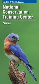NCTC Bird Guide