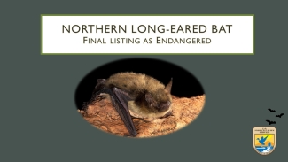 Northern Long-Eared Bat Final Rule - Webinar