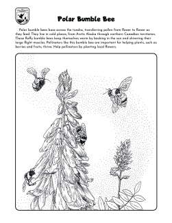 Polar Bumble Bee Coloring Pages
