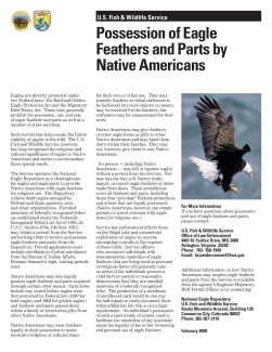 Possession of Eagle Feathers Fact Sheet