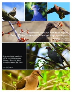 Band-tailed Pigeons, Zenaida Doves, White-tipped Doves, and Scaly-naped Pigeons, A Funding Strategy