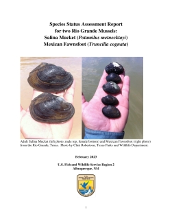 RioGrande_Mussels_SSA Report_v1.1_20230215.pdf