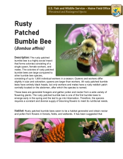 Maine Field Office Rusty Patched Bumble Bee Fact Sheet