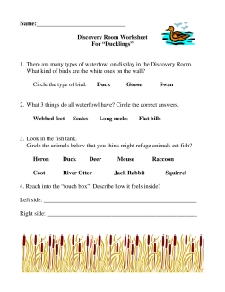 Sacramento National Wildlife Refuge Complex - Discovery Room Worksheet for Ducklings 1st-2nd