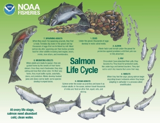 Columbia River FWCO Salmon in the Classroom Tank Resources: Posters and  Infographics