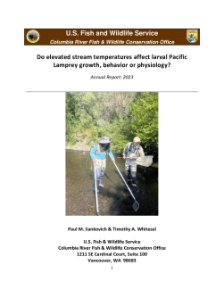 Do elevated stream temperatures affect larval Pacific Lamprey growth, behavior or physiology?