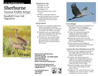 sherburne-nwr-sandhill-crane-fall-migration-viewing