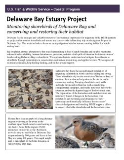 DBCP Shorebird Factsheet