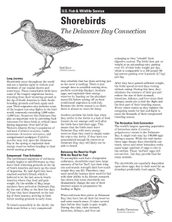 Shorebirds.pdf
