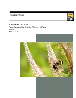 Survey Protocols for Rusty Patched Bumble Bee
