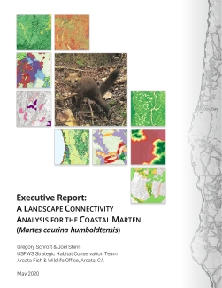 Executive Report: A LANDSCAPE CONNECTIVITY ANALYSIS FOR THE COASTAL MARTEN (Martes caurina humboldtensis)