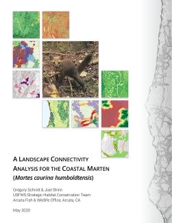 A LANDSCAPE CONNECTIVITY ANALYSIS FOR THE COASTAL MARTEN (Martes caurina humboldtensis)