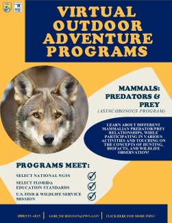 Mammals Predator & Prey Flyer