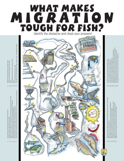Fish Need to Move! What makes migration tough poster - 8x11