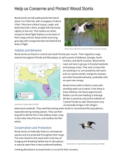 Wood Stork Everglades Fact Sheet