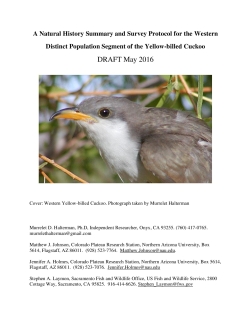 Yellow-billed cuckoo survey protocol