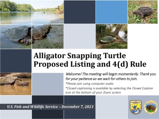 Alligator Snapping Turtle Proposed Listing and 4(d) Rule Virtual Meeting Presentation