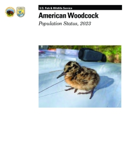 American Woodcock Population Status, 2023
