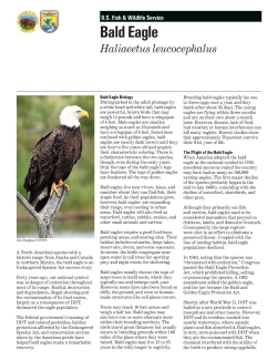 Bald Eagle Fact Sheet