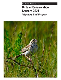 birds-of-conservation-concern-2021