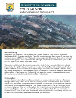 Freshwater Fish of America - Coho salmon