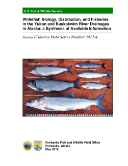 Whitefish Biology, Distribution, and Fisheries in the Yukon and Kuskokwim River Drainages in Alaska: a Synthesis of Available Information Alaska Fisheries Data Series Number 2012-4
