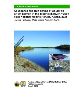 Abundance and Run Timing of Adult Fall Chum Salmon in the Teedriinjik River, Yukon Flats National Wildlife Refuge, Alaska, 2021 