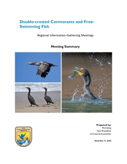 Double-crested Cormorants and Free-Swimming Fish Regional Information-Gathering Meetings
