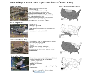 Identification Tips and Range Maps for Dove and Pigeon Species in the Migratory Bird Hunter/Harvest Survey