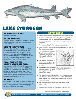 handout_lake_sturgeon.pdf