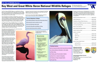 Key West Great White Heron Tear Sheet with Map
