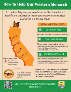 How to Help Our Western Monarch Infographic